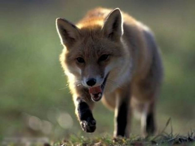 ΣΟΚ: Αλεπού δάγκωσε τα δάχτυλα βρέφους!