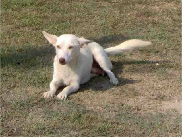 Σπάνια αρχαιοελληνική φυλή σκύλων κινδυνεύει με εξαφάνιση