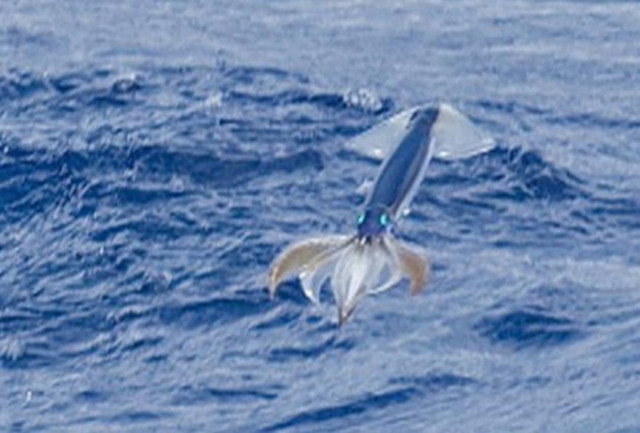 «Ιπτάμενο» καλαμάρι «απειλεί» τον Γιουσέιν Μπολτ!