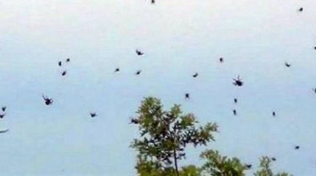 ΑΠΙΣΤΕΥΤΟ VIDEO: Βρέχει ... αράχνες!