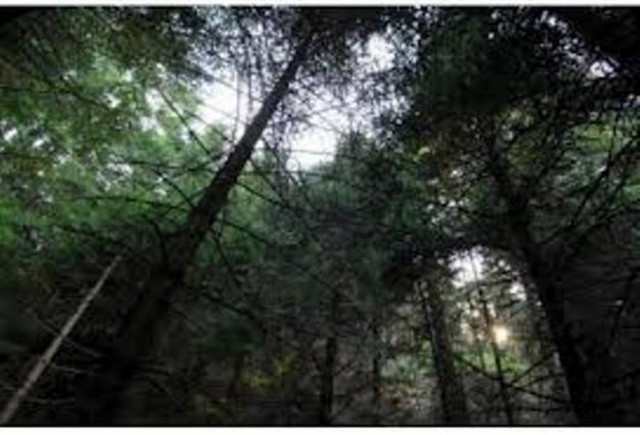 Ψάχνοντας στο δάσος ανακάλυψαν...