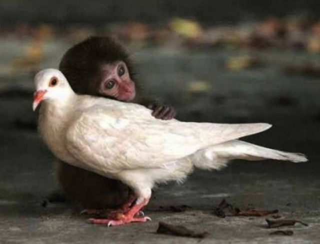 Τα ζώα αγνοούν την έννοια του ρατσισμού