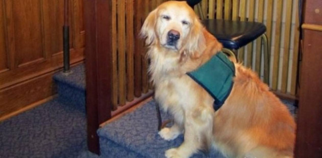 Σκύλος βοήθησε 15χρονο θύμα βιασμού στη δίκη!