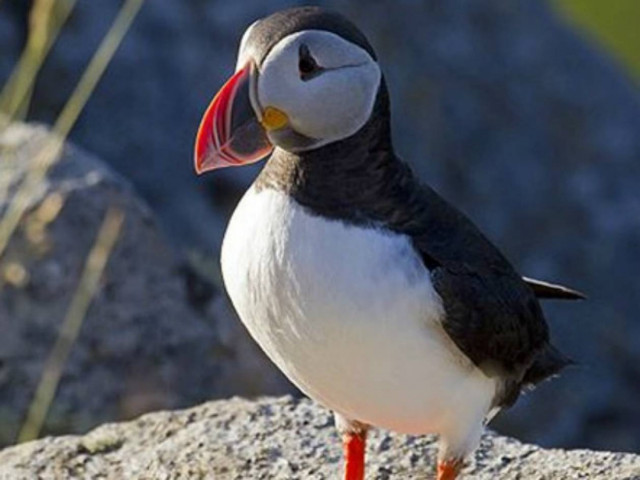 12 εκπληκτικά εξωτικά πουλιά (pics)