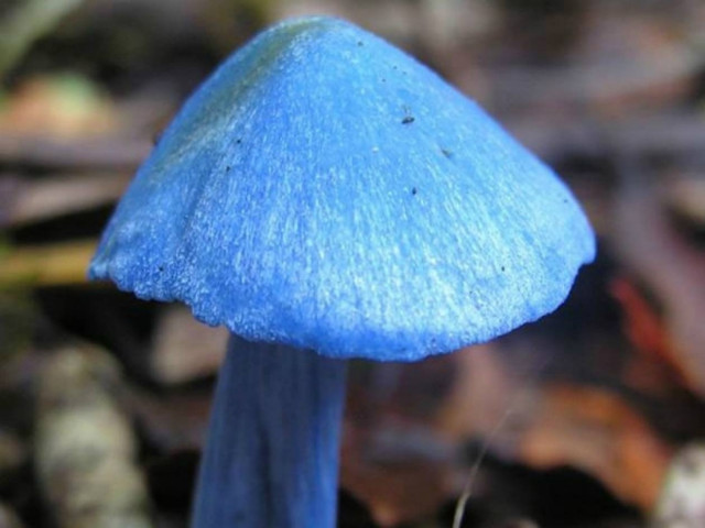 Το σπάνιο μπλε «μανιτάρι του ουρανού»! (pics)
