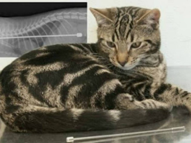 Απίστευτο: Δείτε τι βρήκαν στο στομάχι αυτής της γάτας!