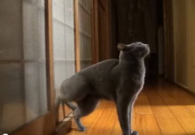 Bίντεο: Όταν μία γάτα έχει … τρόπους!