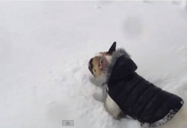 Βίντεο: Όταν ένα λαμπραντόρ βοηθά ένα μπουλντόγκ!