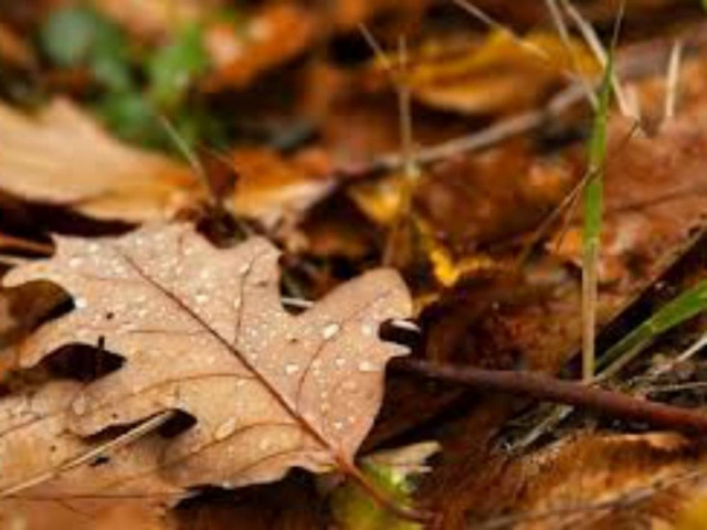 Απίστευτο: Δείτε τι «δώρο» του άφησε στην αυλή του σπιτιού του