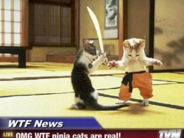 Βίντεο: Εσείς έχετε δει τις γάτες Νίντζα;
