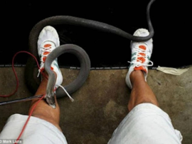 Δείτε: Τράβηξε φωτογραφία την ώρα που τον δάγκωνε το φίδι!