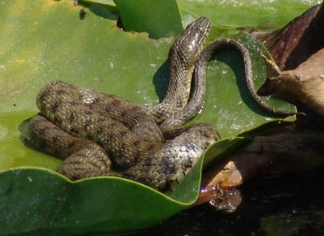 Το ένα πέμπτο των ερπετών στη Γη κινδυνεύουν με εξαφάνιση