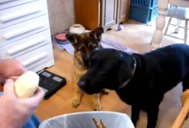 Bίντεο: Όταν ένας σκύλος βοηθά στο ξεφλούδισμα πατάτας