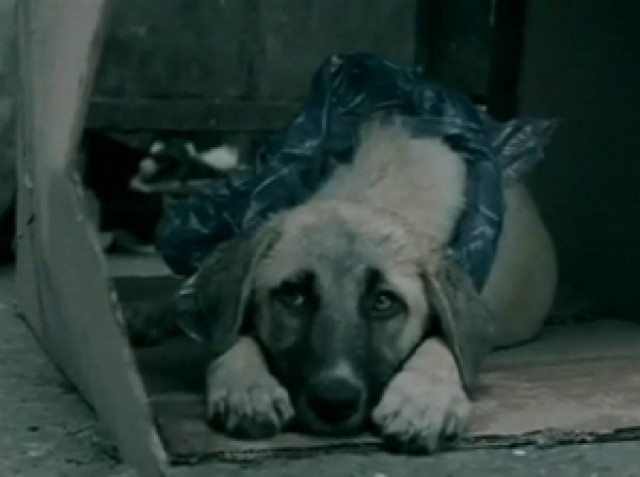 Δείτε το βίντεο για τα αδέσποτα που συγκλονίζει