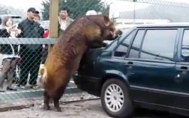 Βίντεο: O έρωτας του αγριογούρουνου με ένα... Volvo!