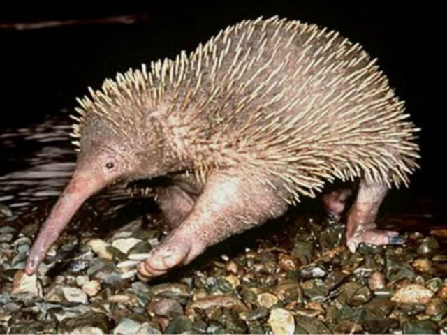 Τα πιο παράξενα και τρομακτικά ζώα…ever! (pics)