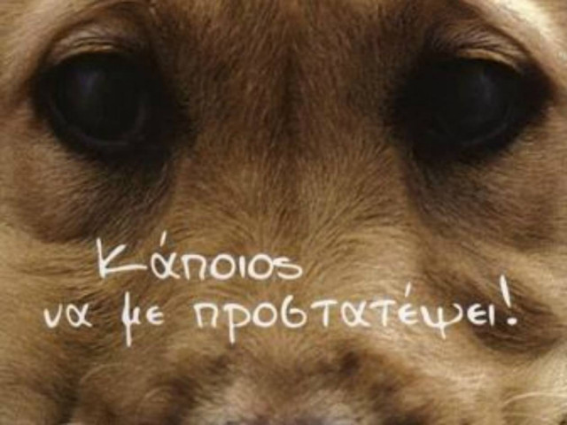 Σώθηκε ο σκύλος που πυροβόλησαν με 50 σφαίρες