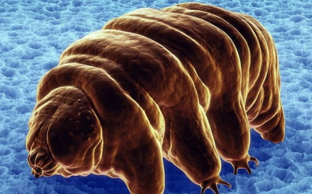 Αυτό είναι το πιο ανθεκτικό ζώο του πλανήτη