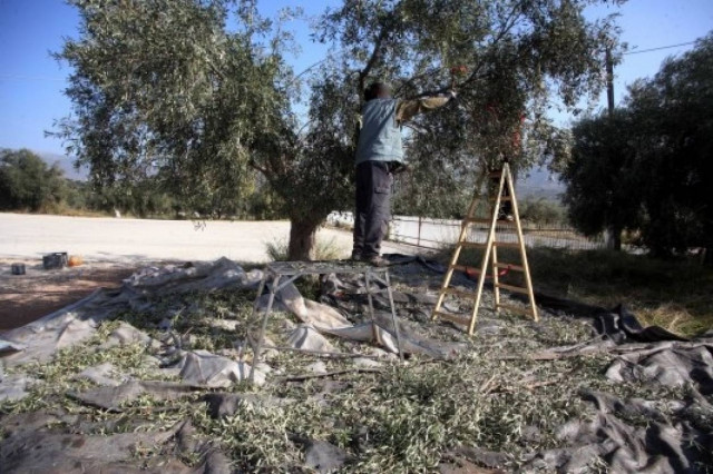 Κρήτη: Έπαθε ΣΟΚ με αυτό που είδε καθώς κλάδευε τις ελιές