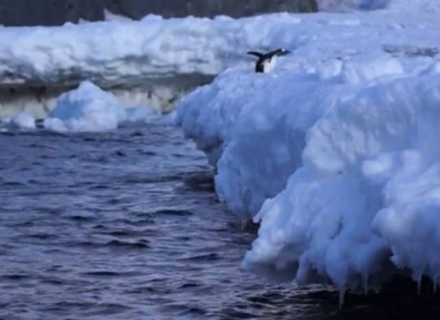Bίντεο: Πιγκουίνοι σε φόρμα!