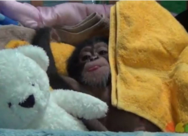 Βίντεο: Όταν ένα πιθηκάκι 3 μηνών ξυπνάει…