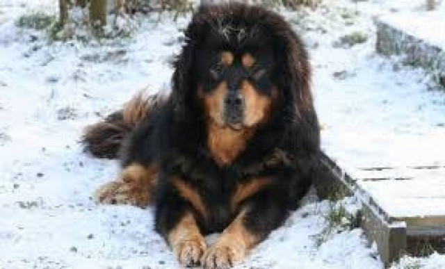 Αυτή είναι η ακριβότερη ράτσα σκύλων στον κόσμο...