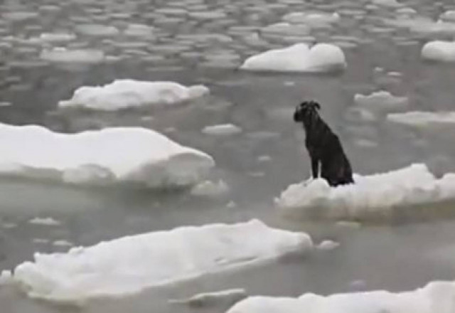 Βίντεο: Ψαράς σώζει σκυλάκι που αποκλείστηκε στους πάγους!
