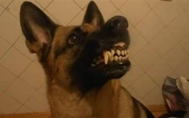 Απίθανο βίντεο: Σκύλος αλλάζει διάθεση στο... δευτερόλεπτο