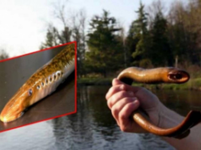 Δείτε: Το εξωγήινο ψάρι που κάνει το γύρο του διαδικτύου