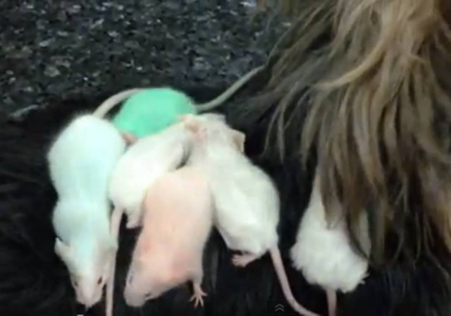 Βίντεο: Δείτε έξι ποντικούς να κάνουν πάρτι στην πλάτη ενός σκύλου!