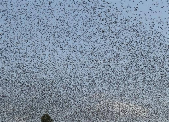 Αλιβέρι: Οι κάτοικοι βρέθηκαν μπροστά σε ένα υπέροχο θέαμα! (pics)
