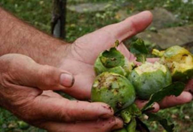 Αποζημιώσεις 12,1 εκατ. ευρώ από τον ΕΛΓΑ