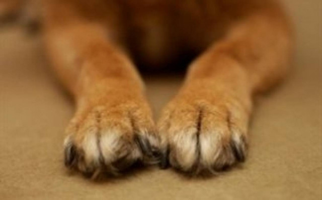 ΦΡΙΚΗ στη Λακωνία: Βίασαν μέχρι θανάτου δύο σκύλους