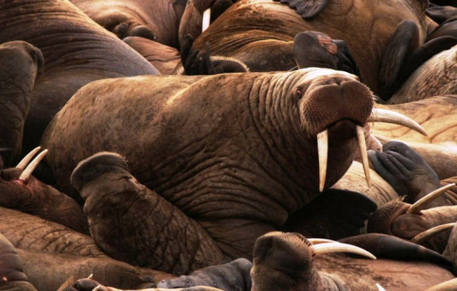 Τα μυστικά της Ανταρτικής θάλασσας τα ξέρουν...οι θαλάσσιοι ελέφαντες!