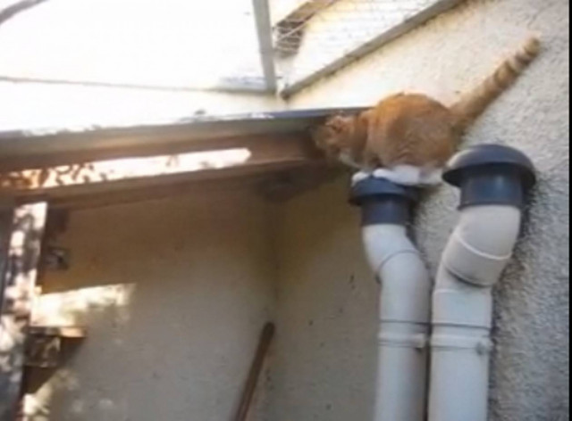 Bίντεο: Γάτα σε ρόλο κασκαντέρ!