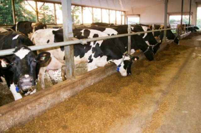 Εντοπίστηκε γάλα με αφλατοξίνη στην Αλβανία