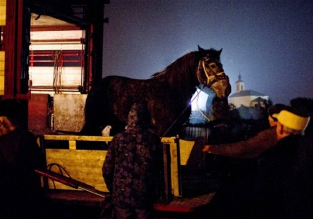 Πολωνία: Βρήκαν DNA αλόγου σε αποθήκες βοδινού κρέατος