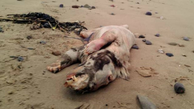 ΣΟΚ: Δείτε το μυστήριο πλάσμα βρέθηκε σε παραλία!