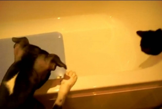 Βίντεο: Δείτε τι έκανε ο πιο... μοχθηρός σκύλος σε αυτή τη γάτα