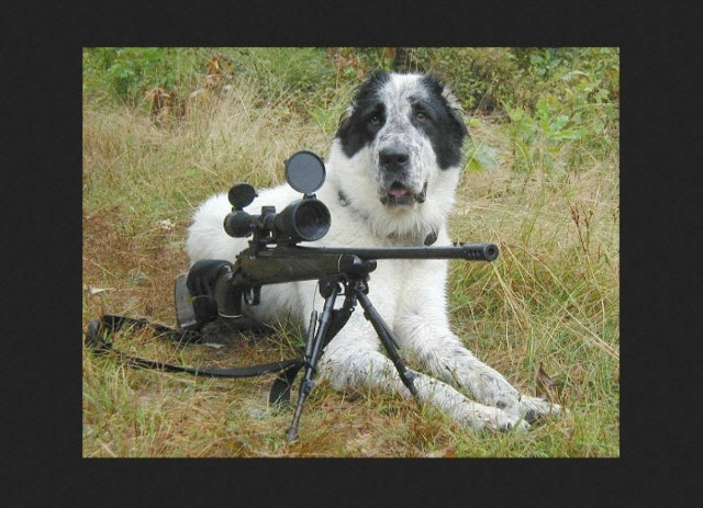 Σκύλος πυροβόλησε το αφεντικό του!