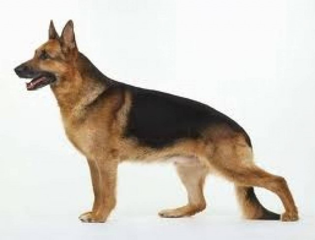 Ηλεία: Έκλεψαν το κυνηγόσκυλο ιερέα την ώρα που λειτουργούσε!