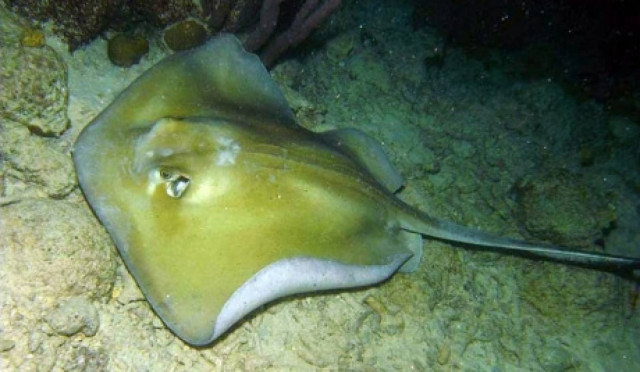 Απίστευτο! Γέμισαν από σαλάχια οι παραλίες της Γάζας