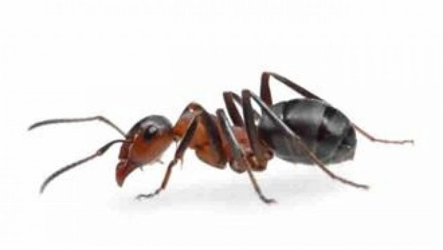 Ανέκδοτο: Πάει να δώσει αίμα!