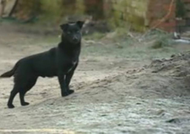 Σκύλος έσωσε τη ζωή ενός αγνοούμενου κοριτσιού