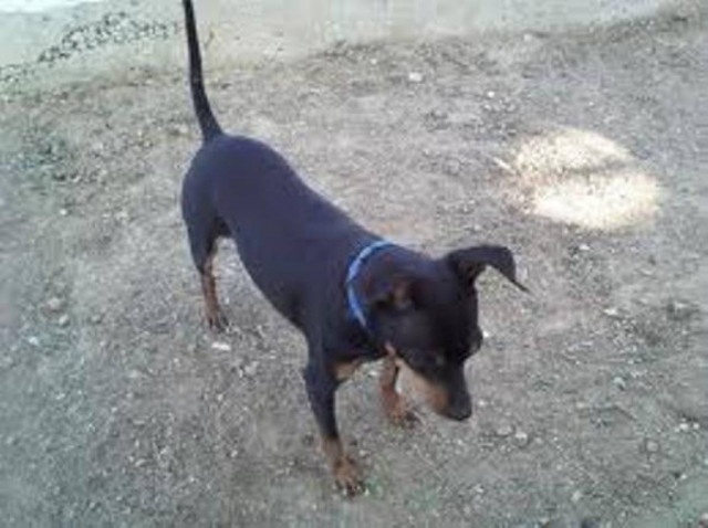 Νέα κτηνωδία: Πυροβόλησαν δύο σκύλους εξ επαφής!