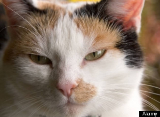 Μαχαίρωσε και σκότωσε το σύζυγό της για μια... γάτα