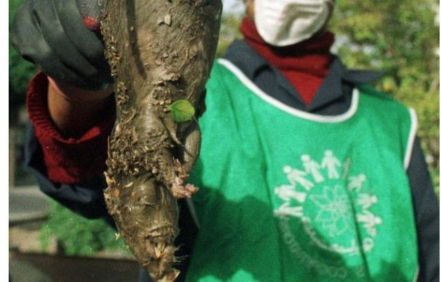 ΣΟΚ: Τεράστιοι, μεταλλαγμένοι αρουραίοι προκαλούν τρόμο στο Ιράν