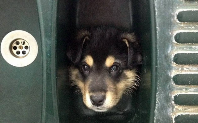 Το γλυκύτατο κουτάβι που παγιδεύτηκε σε νεροχύτη