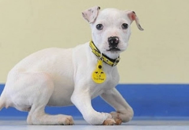 Το πανέμορφο σκυλάκι που παραμορφώθηκε από την πείνα