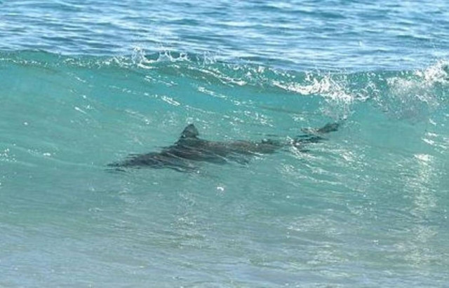 Βίντεο: Χιλιάδες καρχαρίες στις ακτές της Φλόριντα